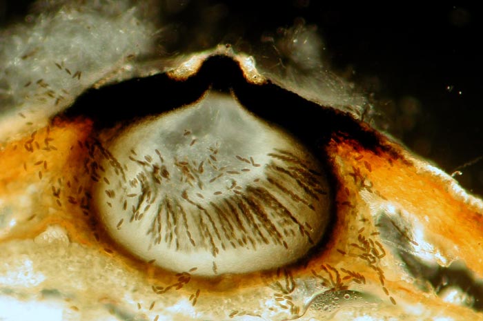 macrostoma