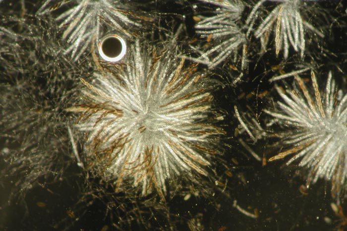 macrostoma
