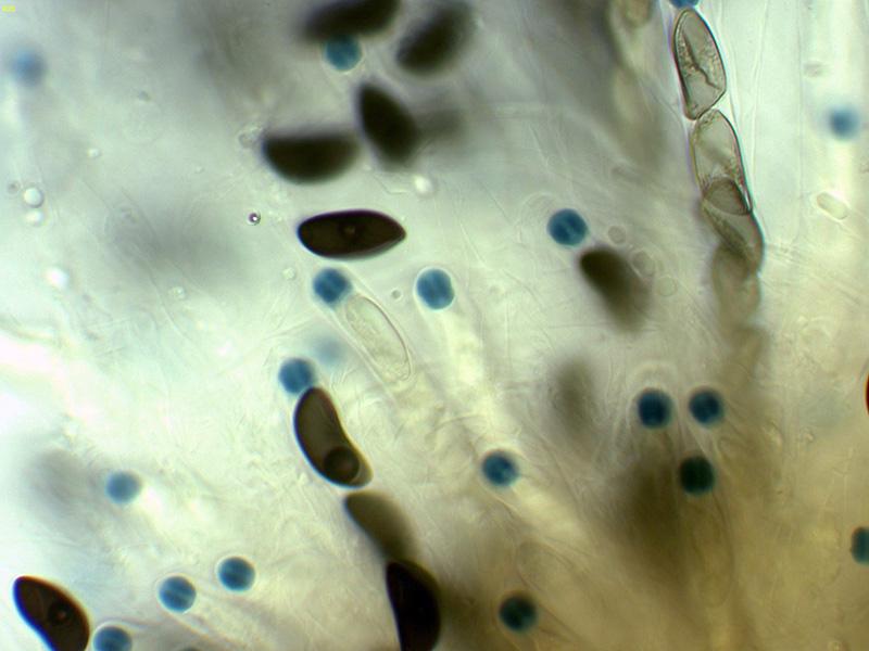 macrostoma