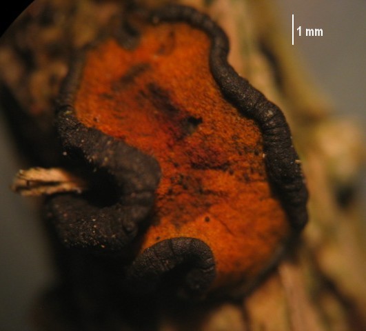 macrostoma