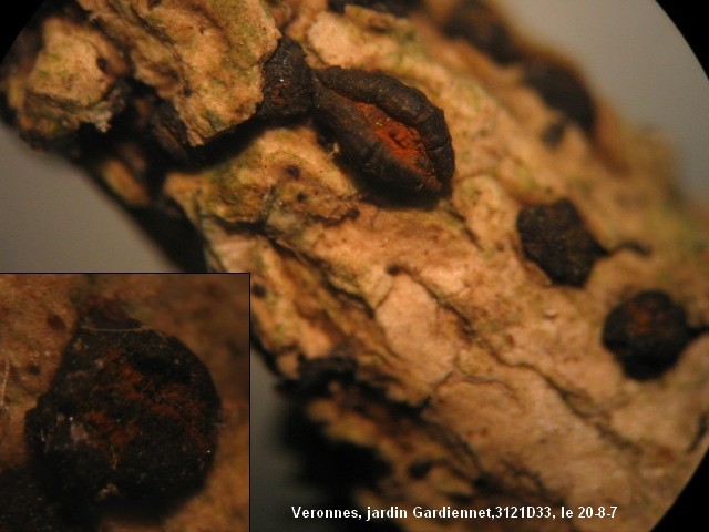 macrostoma