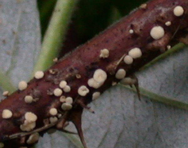 macrostoma