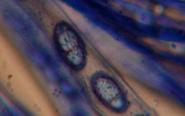 macrostoma