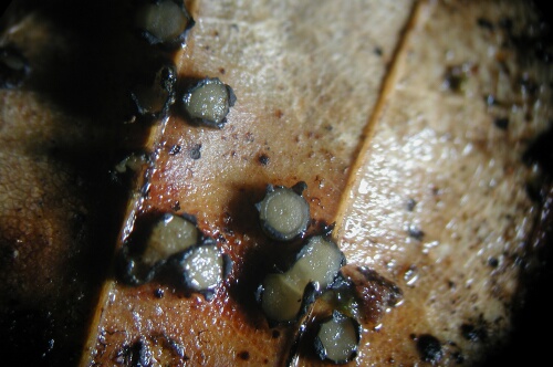 macrostoma