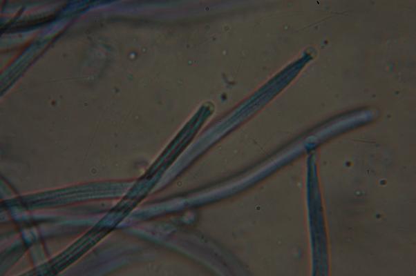 macrostoma