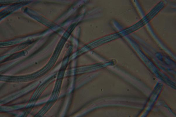 macrostoma