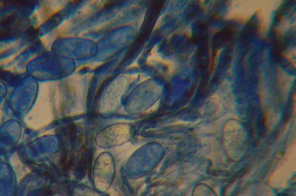 macrostoma
