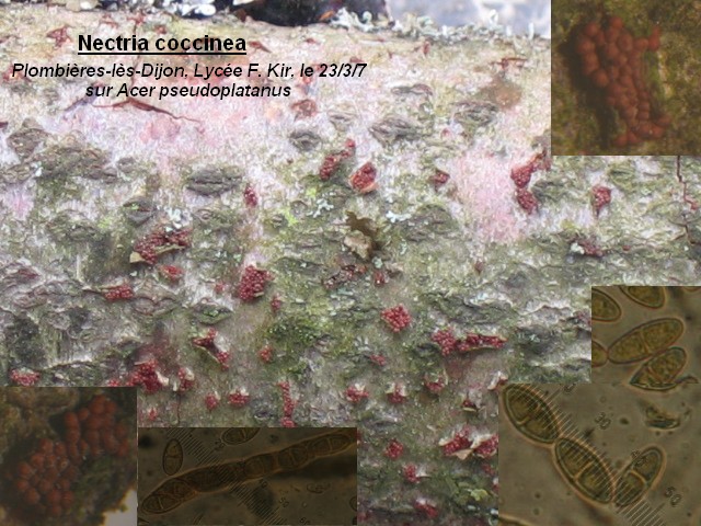 macrostoma