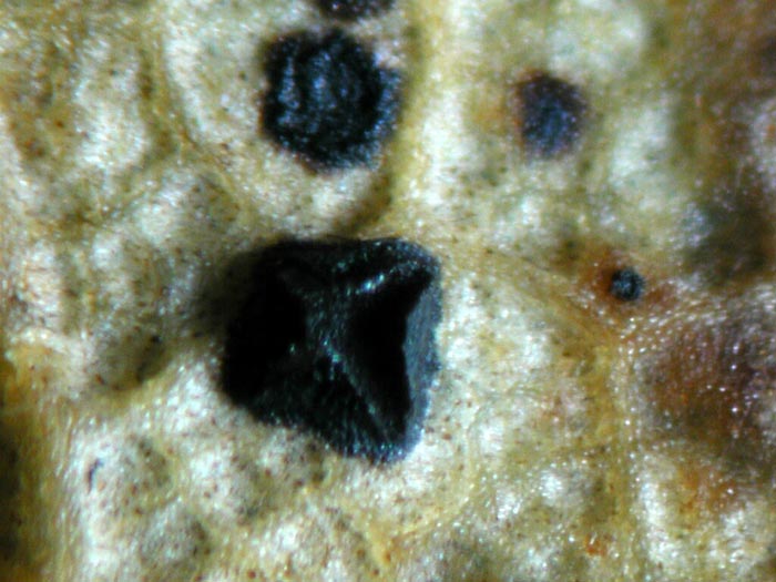 macrostoma