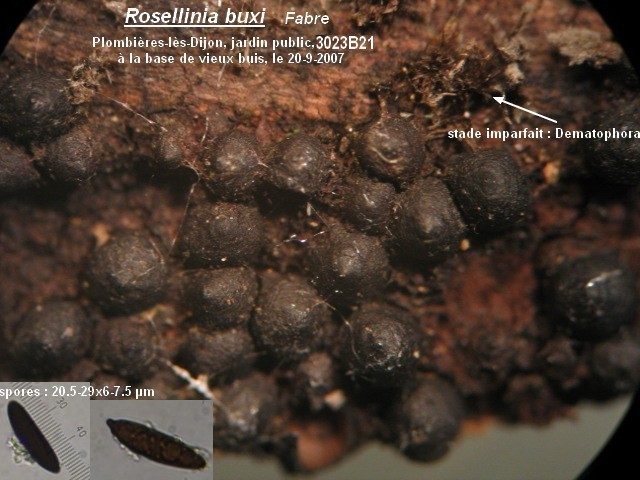 macrostoma
