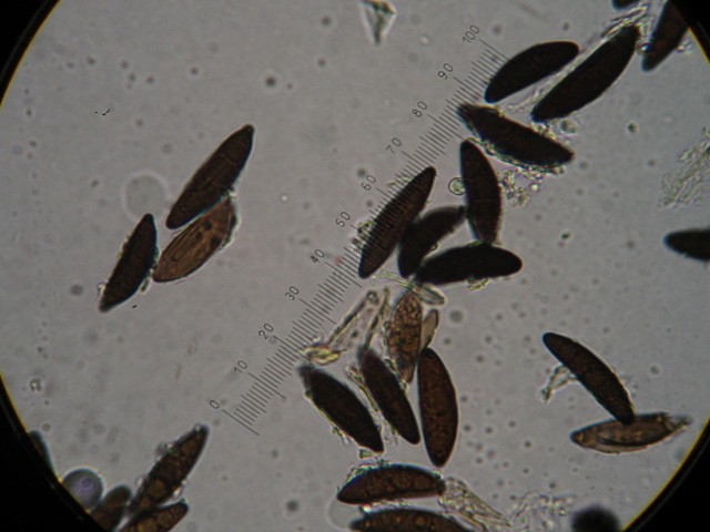 macrostoma