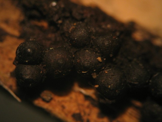 macrostoma