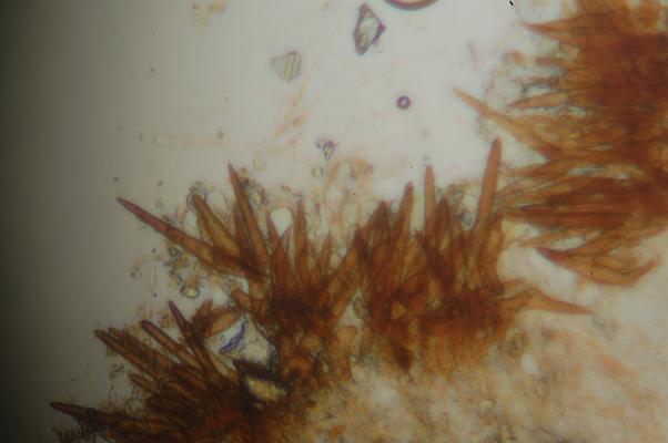macrostoma