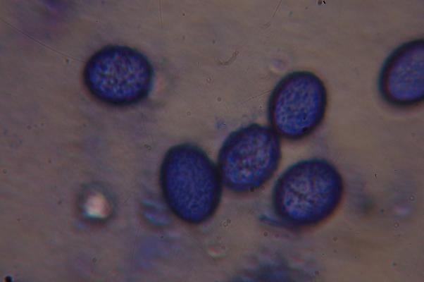 macrostoma