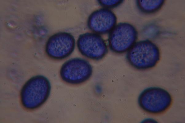 macrostoma