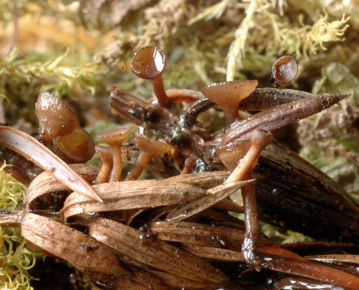 macrostoma