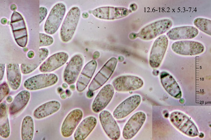 macrostoma