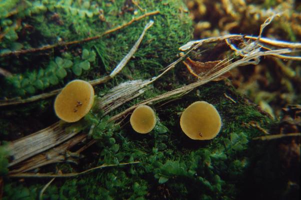 macrostoma