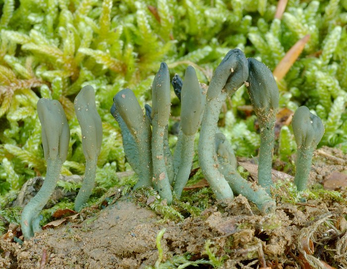 macrostoma