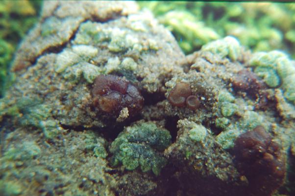 macrostoma
