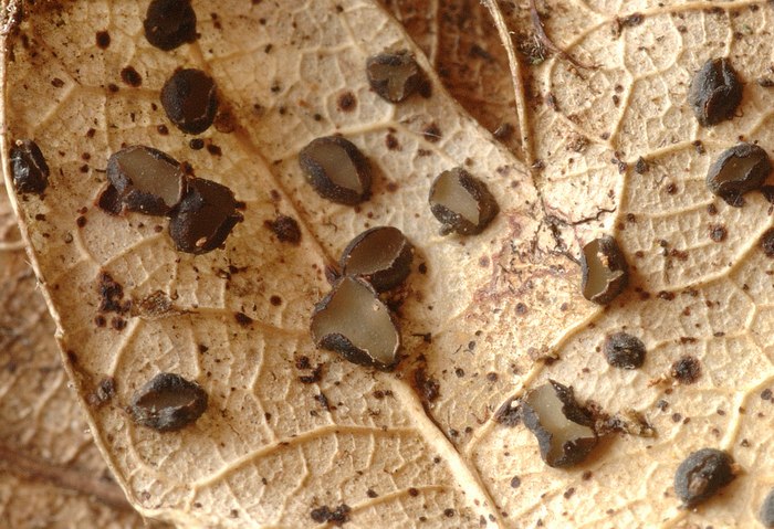 macrostoma