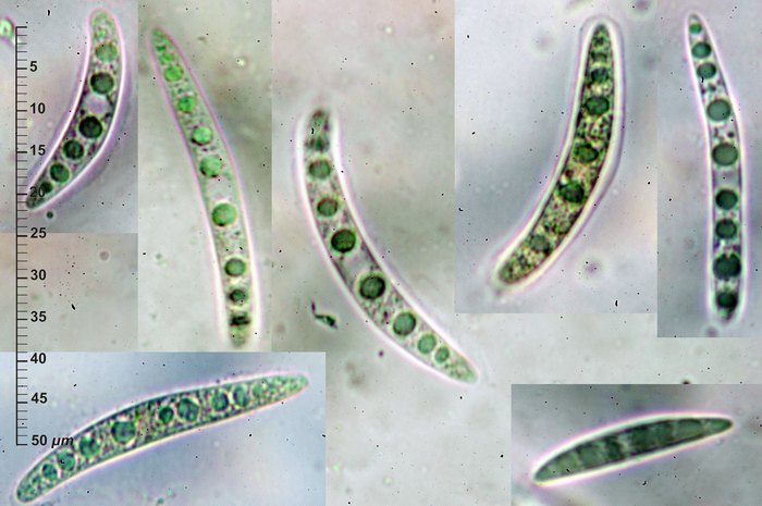macrostoma