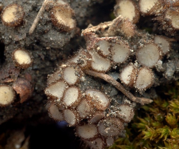 macrostoma