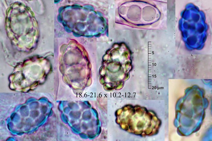 macrostoma