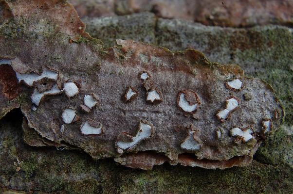 macrostoma