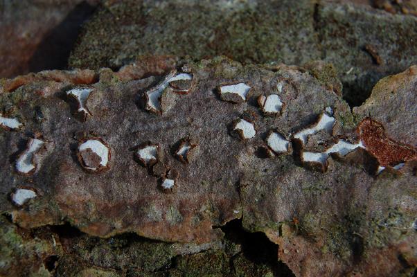 macrostoma