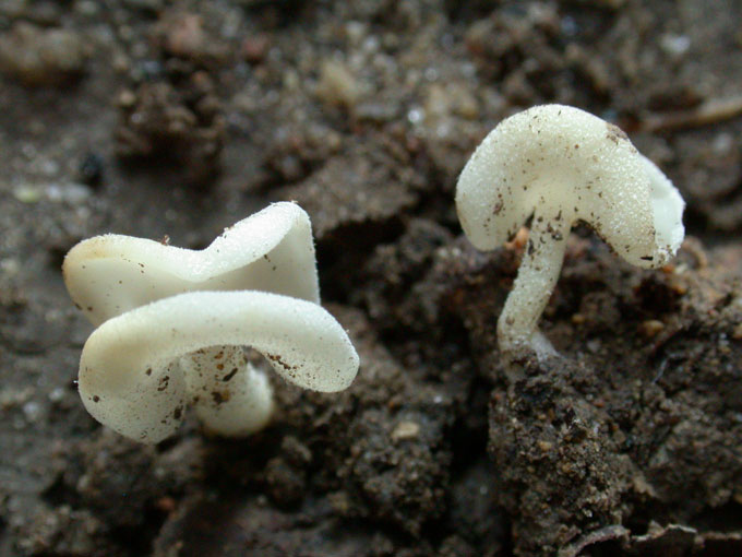 macrostoma