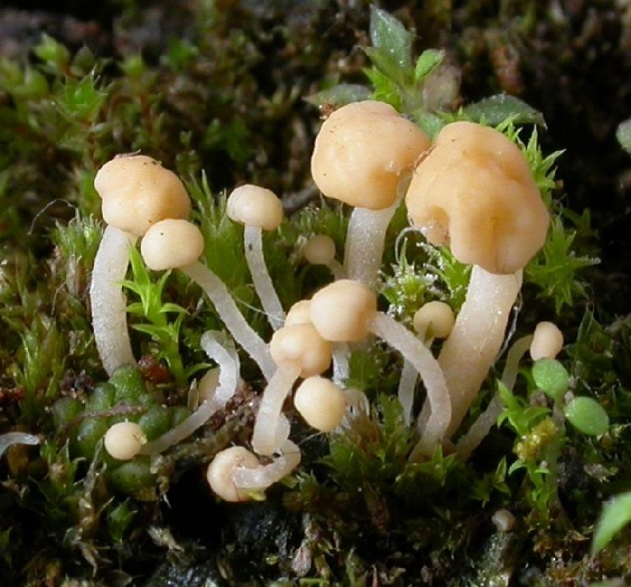 macrostoma