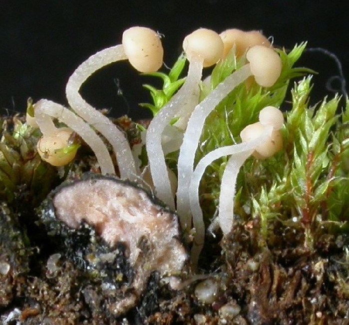macrostoma