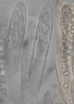 macrostoma