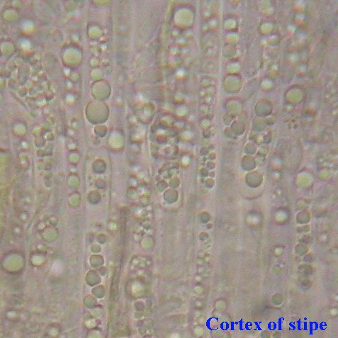 macrostoma