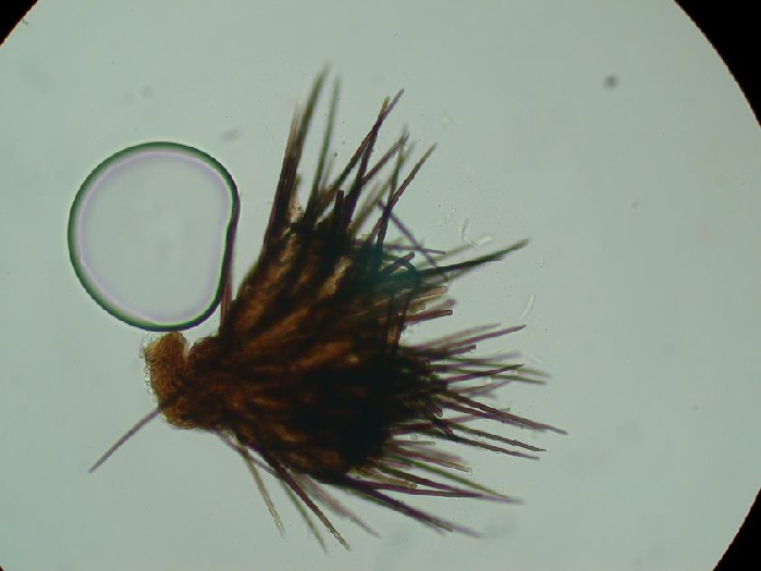 macrostoma