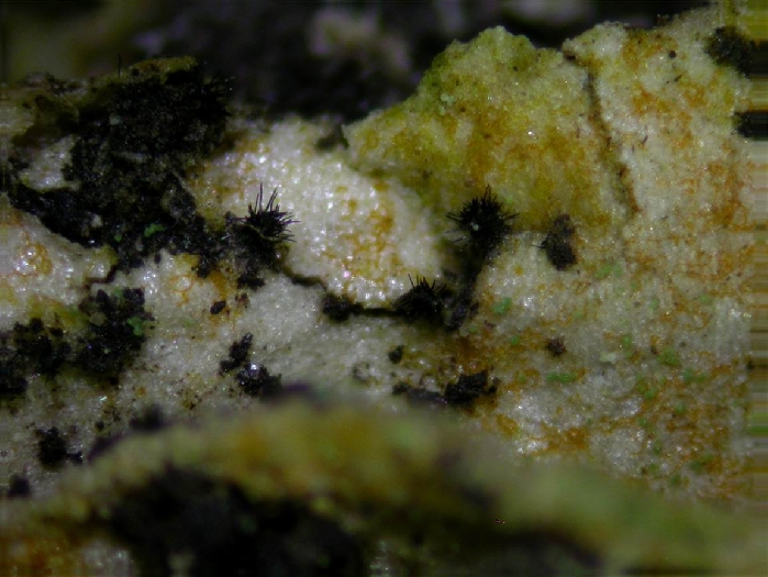 macrostoma