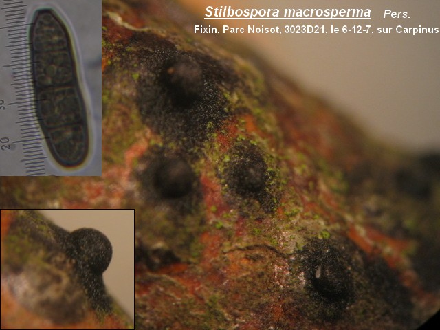 macrostoma