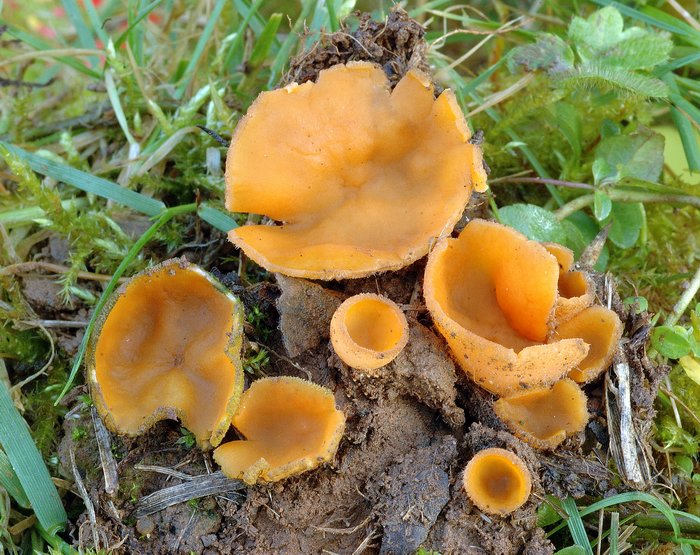 macrostoma