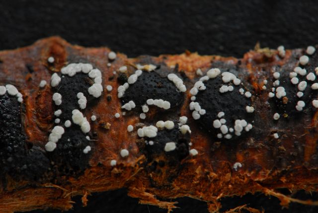 macrostoma