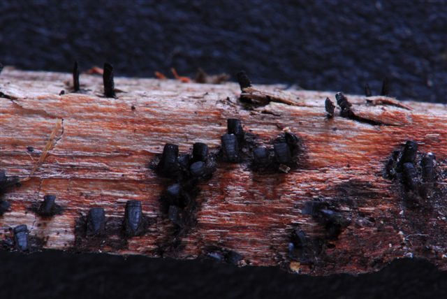 macrostoma