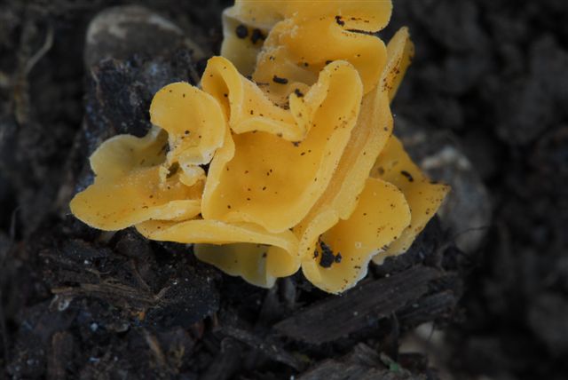 macrostoma