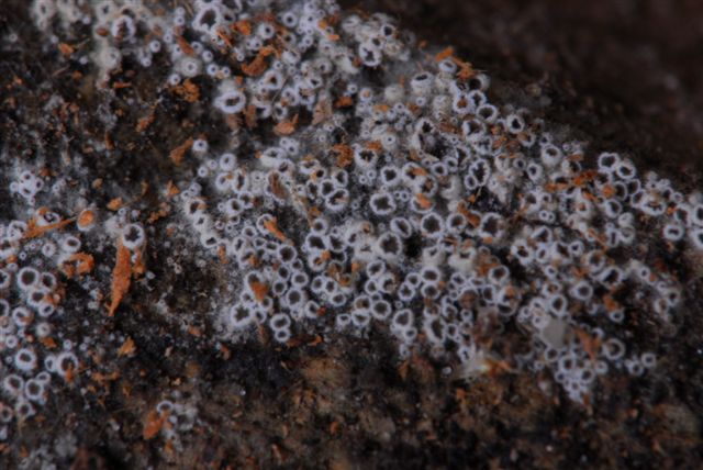 macrostoma
