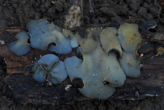 macrostoma