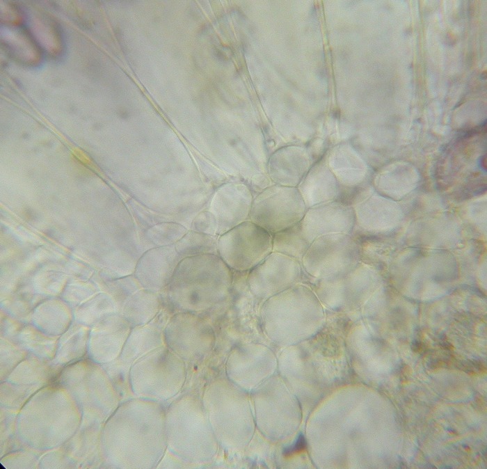 macrostoma