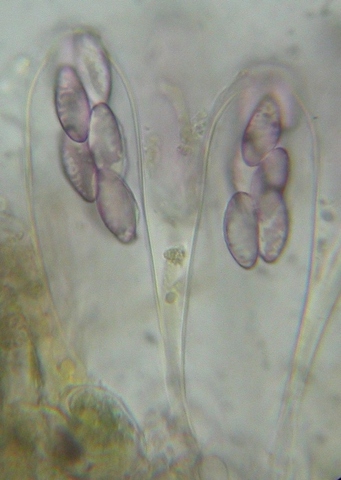 macrostoma