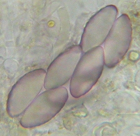 macrostoma