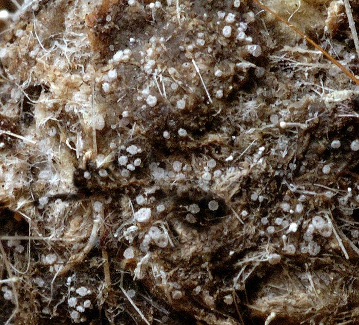 macrostoma