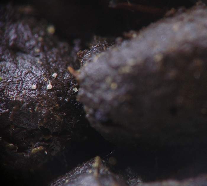 macrostoma