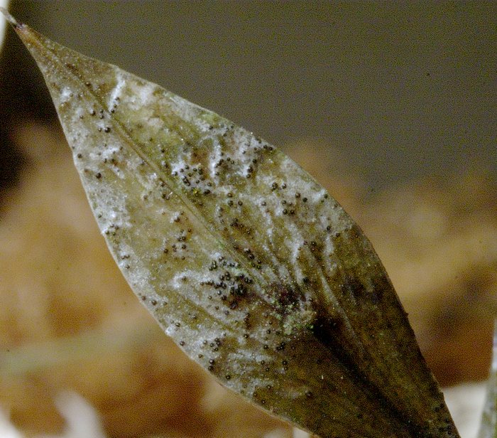 macrostoma